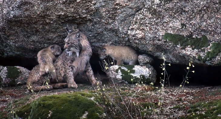 Extremadura presente en la película DEHESA, el bosque del lince ibérico