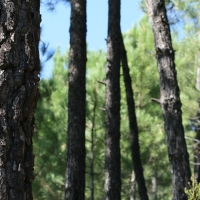 El sector forestal renovará su parque de maquinaria y modernizará equipos en Extremadura