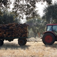 Agricultura abona 6,5 millones de euros a pequeños y jóvenes profesionales del campo