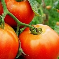 Plantean mejoras en el seguro del tomate para que cubra daños por altas temperaturas