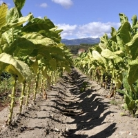 Liquidez para las explotaciones agrarias de tabaco por las tormentas de septiembre