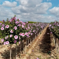 El Vivero Provincial comienza a embellecer los pueblos pacenses