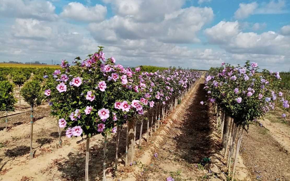 Comienza la campaña de suministro de plantas a Ayuntamientos por parte del Vivero Provincial