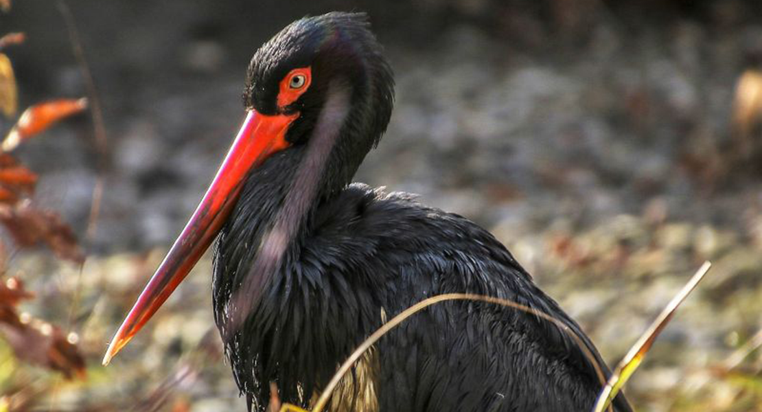 Ecologistas: “Tres años esperando para recuperar a la Cigüeña Negra en Extremadura”