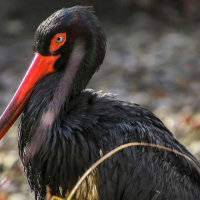 Ecologistas: “Tres años esperando recuperar a la Cigüeña Negra en Extremadura”