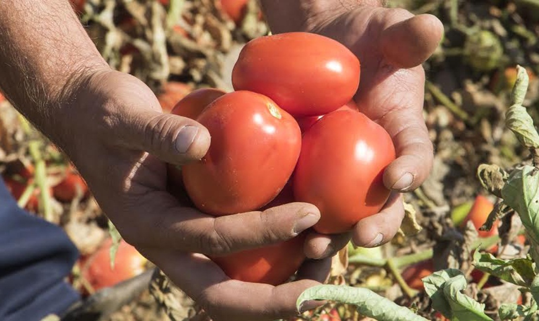 Llamamiento a los productores de tomate para que no acepten precios ruinosos