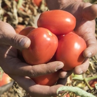 Llamamiento a los productores de tomate para que no acepten precios ruinosos