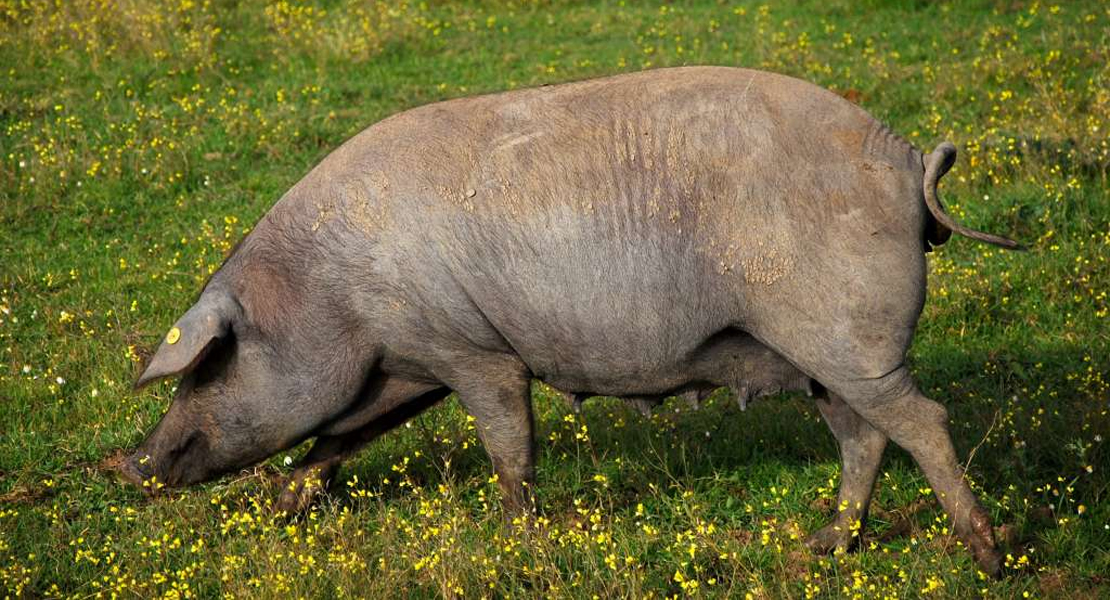 Extremadura contará este año con seis certámenes nacionales de ganado selecto