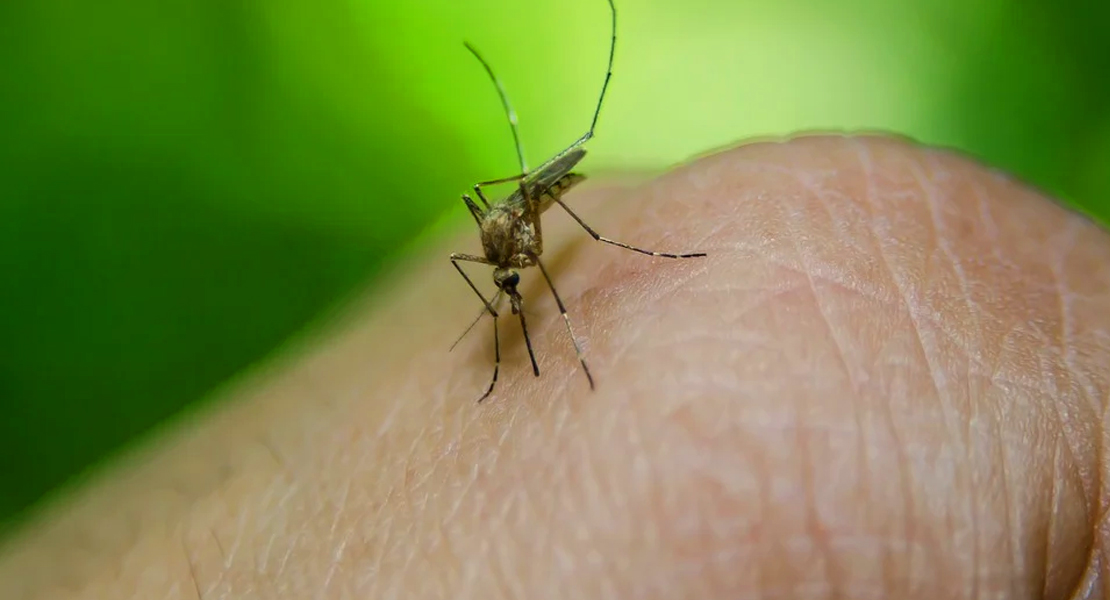 Detectan una alta prevalencia del virus del Nilo Occidental entre aves silvestres en Extremadura