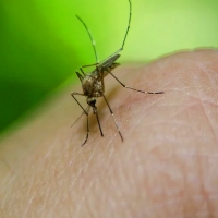 &quot;Alta prevalencia&quot; del virus del Nilo Occidental entre aves silvestres en Extremadura