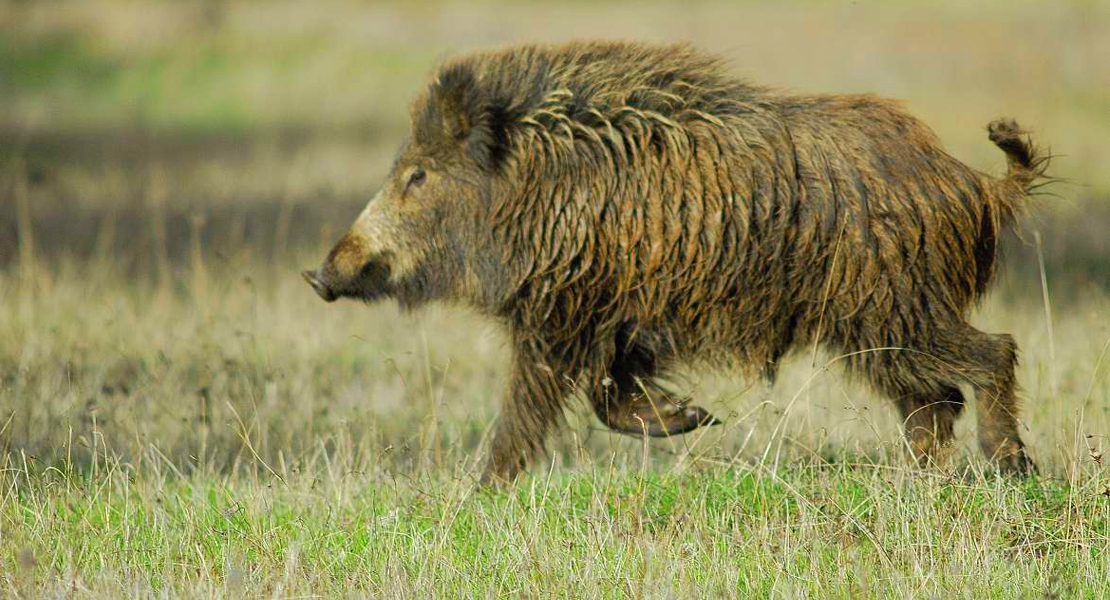 Publicada la norma que regula la caza de jabalí al salto en Extremadura