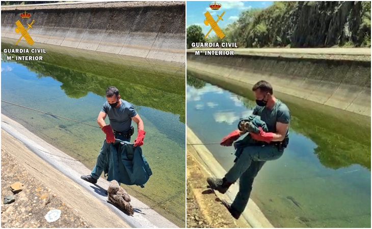 La Guardia Civil rescata a un Búho Real que cayó a un canal de la provincia pacense