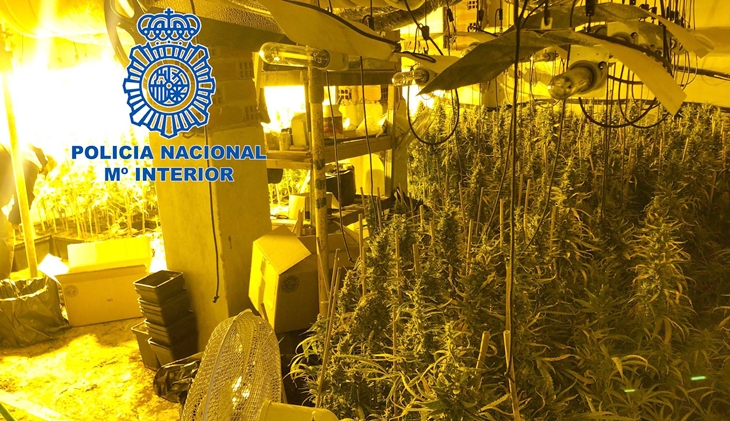 Desmantelan una plantación de marihuana “indoor” en una vivienda extremeña