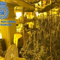 Desmantelan una plantación de marihuana “indoor” en una vivienda extremeña