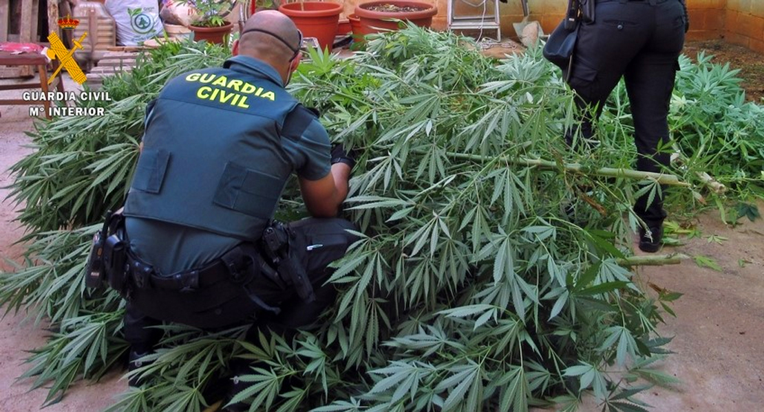 La Guardia Civil descubre dos plantaciones de marihuana en una misma calle de Olivenza