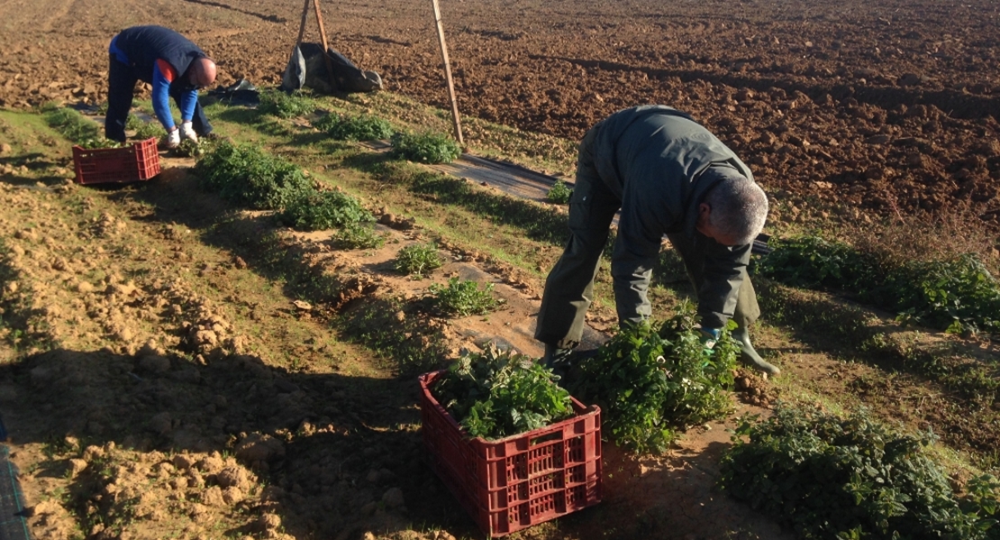 Aumenta el número de desempleados en el sector de la Agricultura extremeño