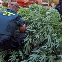 La Guardia Civil descubre dos plantaciones de marihuana en una misma calle de Olivenza