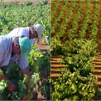 UPA-UCE sobre la vendimia: “Agricultores abocados a una ruina segura”