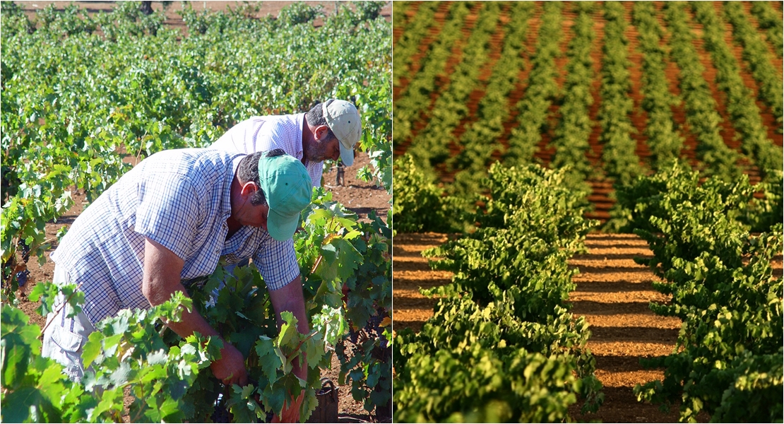 UPA-UCE sobre la vendimia: “Agricultores abocados a una ruina segura”