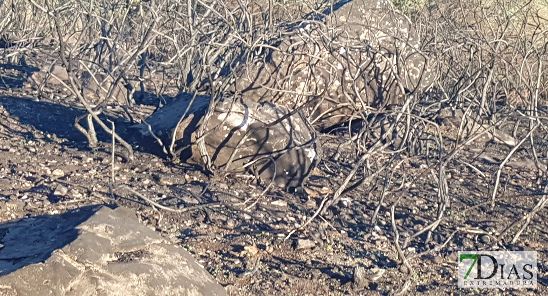 REPOR - Objetivo: recuperar los parajes que el fuego arrasó en Alburquerque