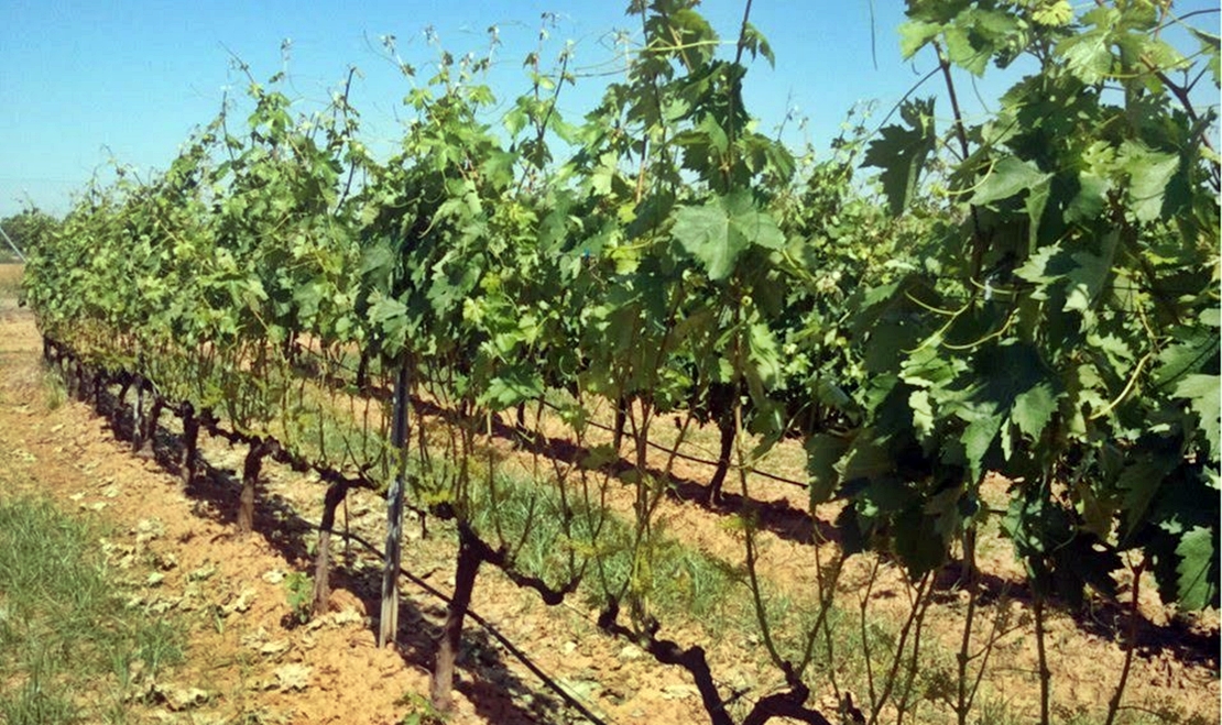 Agricultura abona 3,5 millones de euros del programa de apoyo al vino