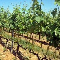 Agricultura abona 3,5 millones de euros del programa de apoyo al vino