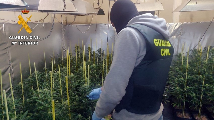 Desmantelan una plantación de marihuana en una vivienda de Guareña