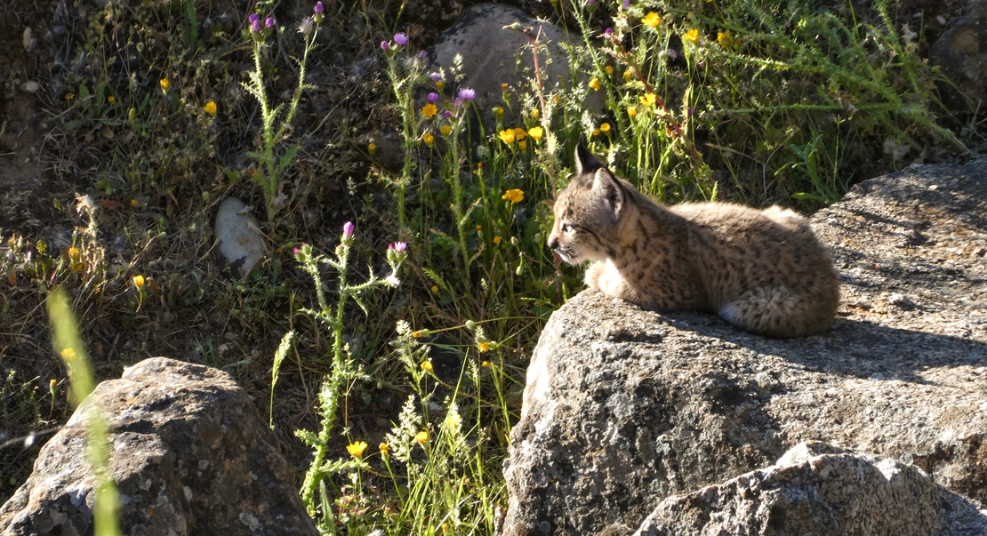 REPOR: En busca del lince ibérico, un safari de lujo sin tiros