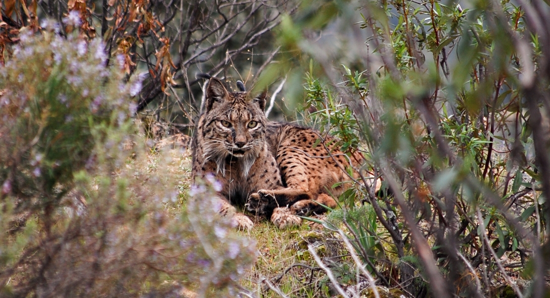 REPOR: En busca del lince ibérico, un safari de lujo sin tiros