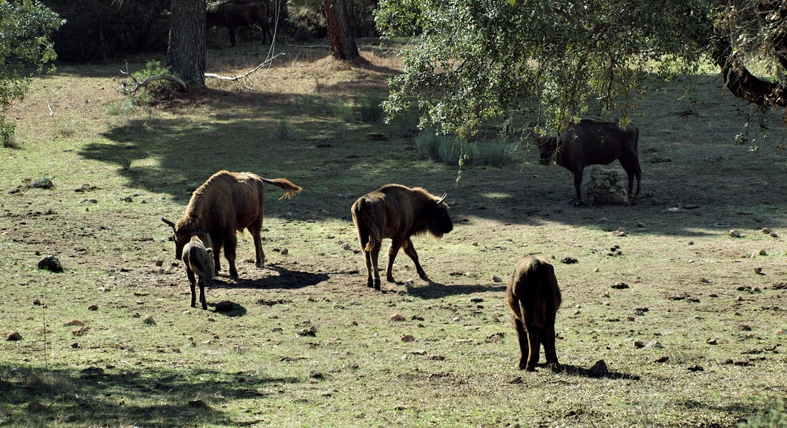 REPOR: En busca del lince ibérico, un safari de lujo sin tiros