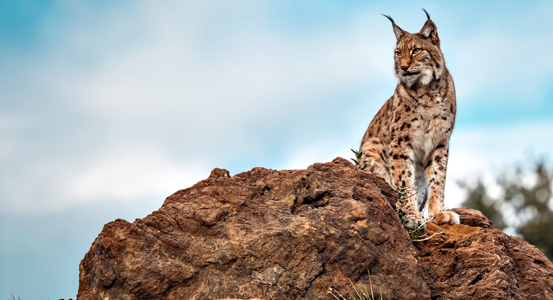 REPOR: En busca del lince ibérico, un safari de lujo sin tiros