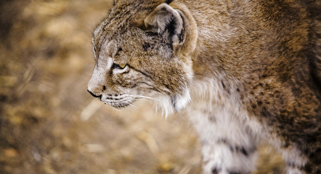 REPOR: En busca del lince ibérico, un safari de lujo sin tiros