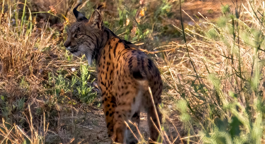 REPOR: En busca del lince ibérico, un safari de lujo sin tiros