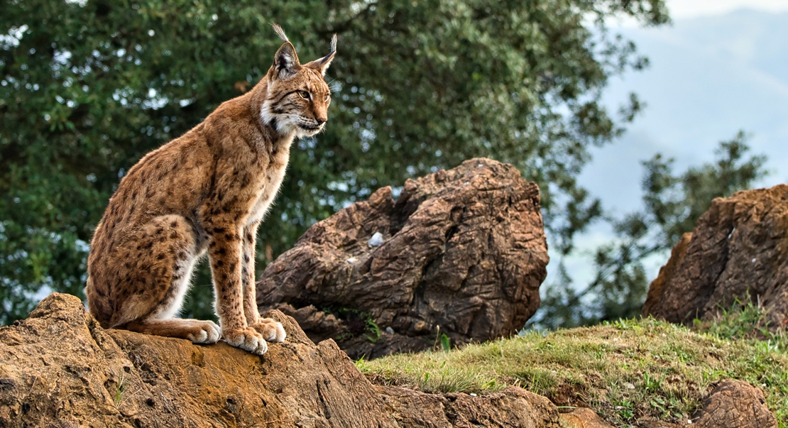 REPOR: En busca del lince ibérico, un safari de lujo sin tiros