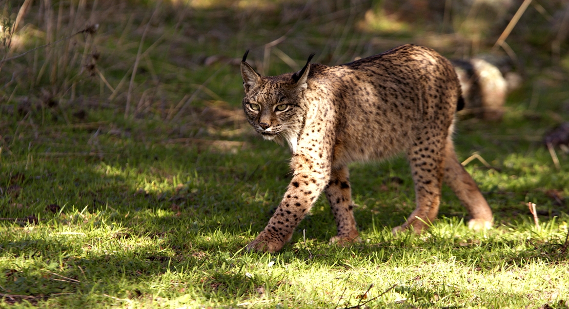 REPOR: En busca del lince ibérico, un safari de lujo sin tiros