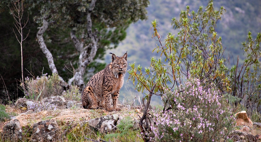 REPOR: En busca del lince ibérico, un safari de lujo sin tiros