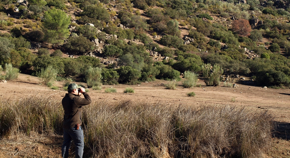 REPOR: En busca del lince ibérico, un safari de lujo sin tiros