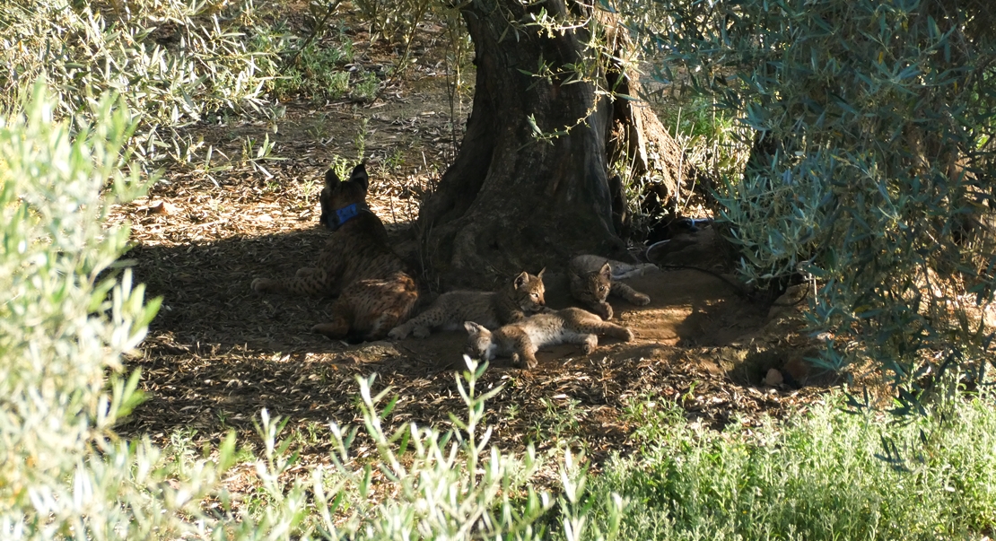 REPOR: En busca del lince ibérico, un safari de lujo sin tiros