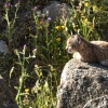 REPOR: En busca del lince ibérico, un safari de lujo sin tiros