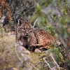 REPOR: En busca del lince ibérico, un safari de lujo sin tiros