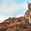 REPOR: En busca del lince ibérico, un safari de lujo sin tiros