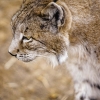 REPOR: En busca del lince ibérico, un safari de lujo sin tiros