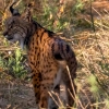 REPOR: En busca del lince ibérico, un safari de lujo sin tiros