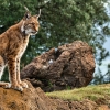 REPOR: En busca del lince ibérico, un safari de lujo sin tiros