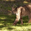 REPOR: En busca del lince ibérico, un safari de lujo sin tiros