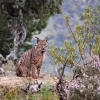 REPOR: En busca del lince ibérico, un safari de lujo sin tiros