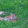 REPOR: En busca del lince ibérico, un safari de lujo sin tiros