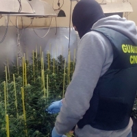 Desmantelan una plantación de marihuana en una vivienda de Guareña