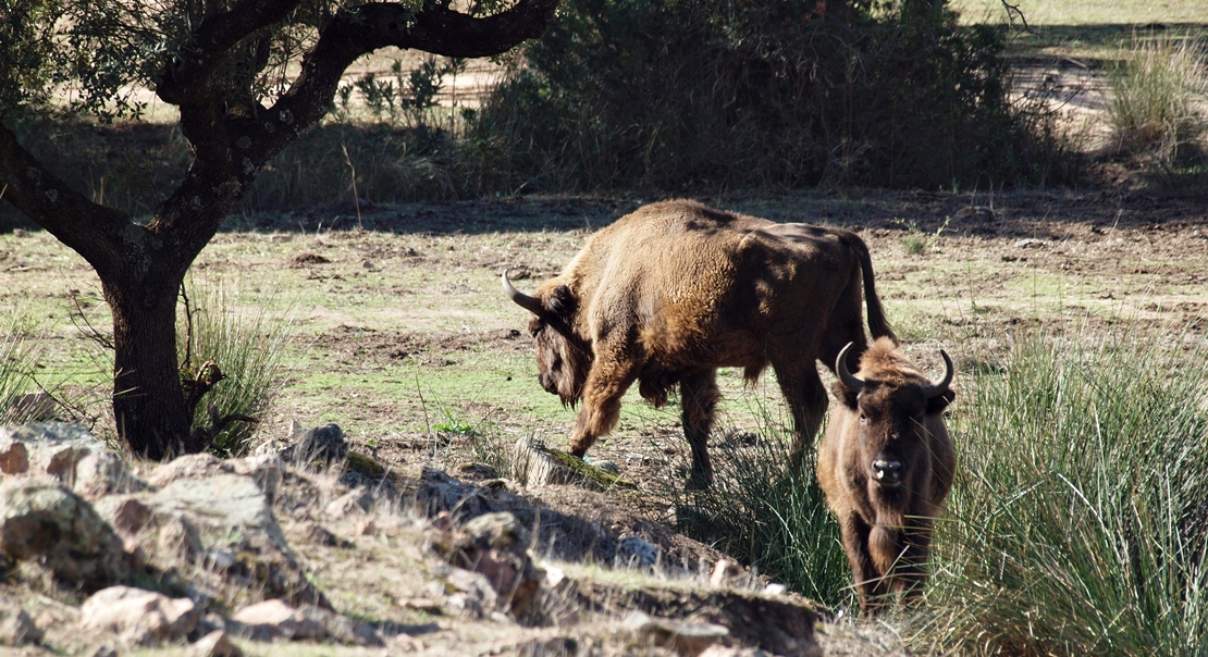 REPOR: En busca del lince ibérico, un safari de lujo sin tiros