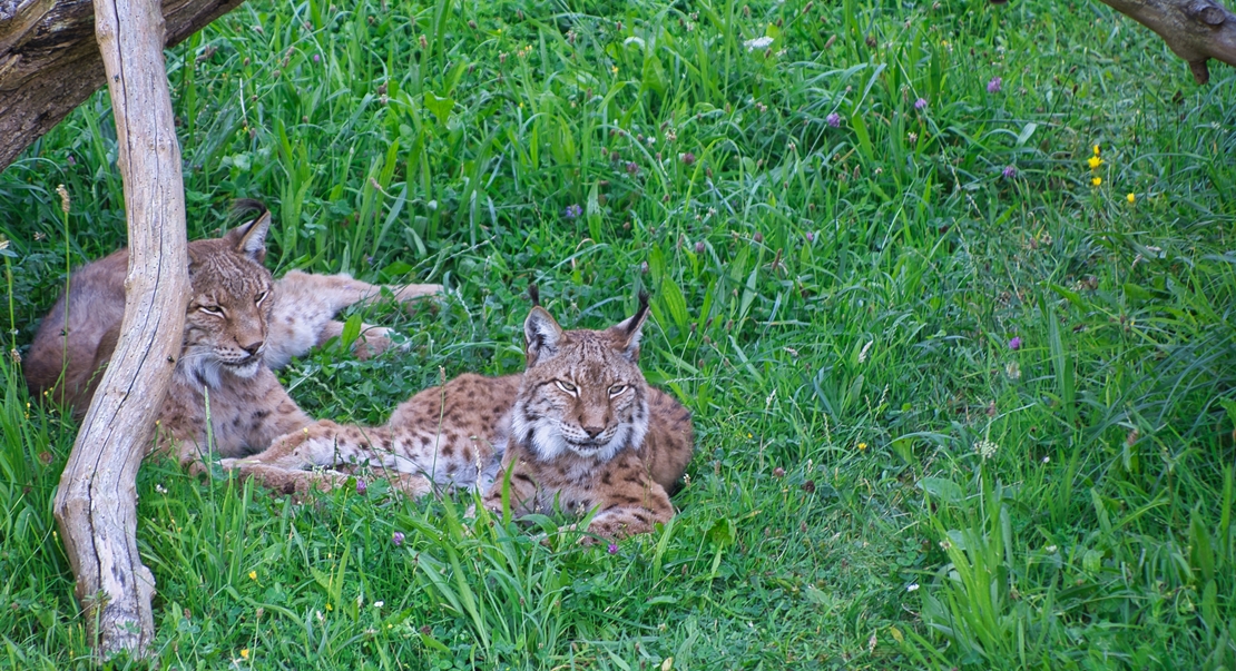 REPOR: En busca del lince ibérico, un safari de lujo sin tiros